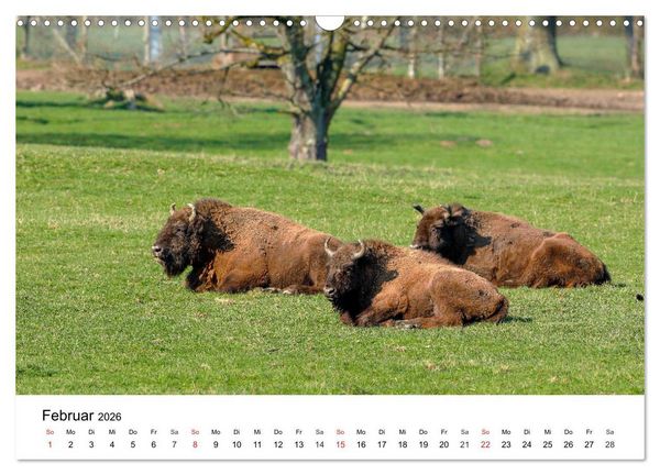 Produktbild: Wilde Tiere unserer Heimat (Wandkalender 2026 DIN A3 quer), CALVENDO Monatskalender