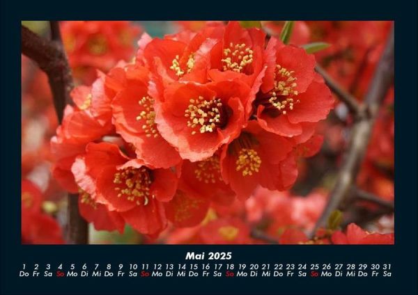 Produktbild: Blumenzauber 2025 Fotokalender DIN A4
