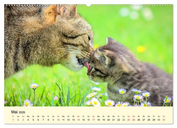 Produktbild: Putzige Katzenkinder. Drollige K&auml;tzchen entdecken die Welt! (Wandkalender 2026 DIN A2 quer), CALVENDO Monatskalender