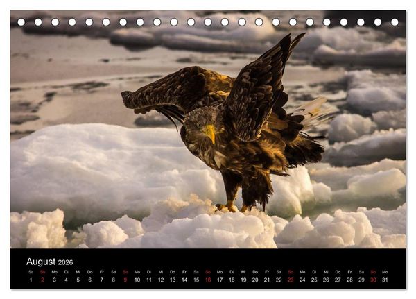 Produktbild: Seeadler - K&ouml;nige der L&uuml;fte (Tischkalender 2026 DIN A5 quer), CALVENDO Monatskalender