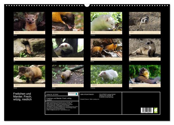 Produktbild: Frettchen und Marder. Frech, witzig, niedlich (Wandkalender 2026 DIN A2 quer), CALVENDO Monatskalender