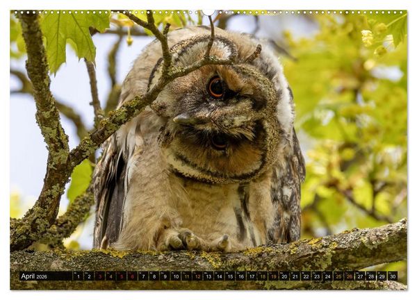 Produktbild: Eulen - Fl&uuml;gel der Nacht (hochwertiger Premium Wandkalender 2026 DIN A2 quer), Kunstdruck in Hochglanz