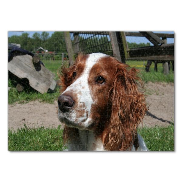 Produktbild: Lais Puzzle Welsh Spaniel 500 Teile