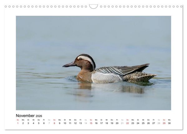 Produktbild: Geschnatter - Enten und G&auml;nse in Deutschland (Wandkalender 2026 DIN A3 quer), CALVENDO Monatskalender