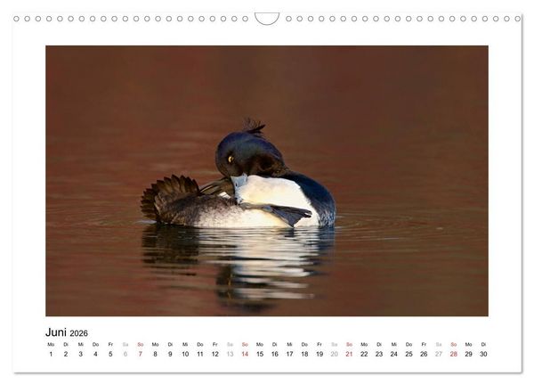 Produktbild: Geschnatter - Enten und G&auml;nse in Deutschland (Wandkalender 2026 DIN A3 quer), CALVENDO Monatskalender