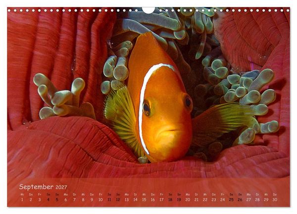 Produktbild: Anemonenfische - Streitbare Gesellen (Wandkalender 2027 DIN A3 quer), CALVENDO Monatskalender