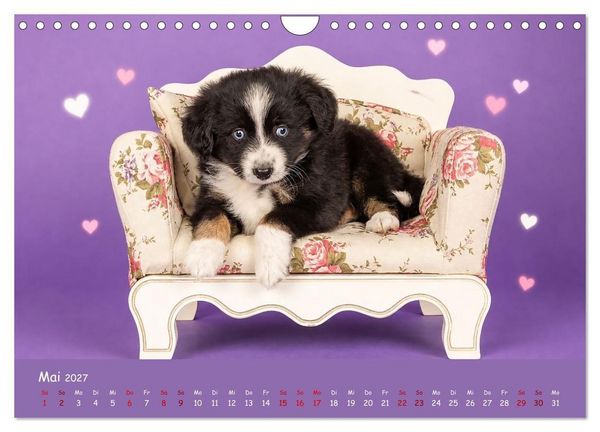 Produktbild: Mini Australian Shepherd, eine ganz besondere Rasse (Wandkalender 2027 DIN A4 quer), CALVENDO Monatskalender