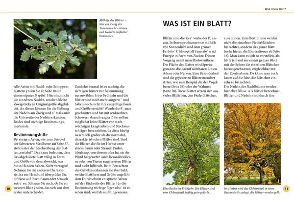 Produktbild: B&auml;ume am Blatt erkennen - 78 Laub- und Nadelgeh&ouml;lze. Bl&auml;tter in Originalgr&ouml;&szlig;e