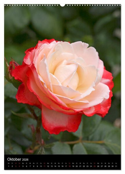 Produktbild: Zauberhafte Rosen (hochwertiger Premium Wandkalender 2026 DIN A2 hoch), Kunstdruck in Hochglanz