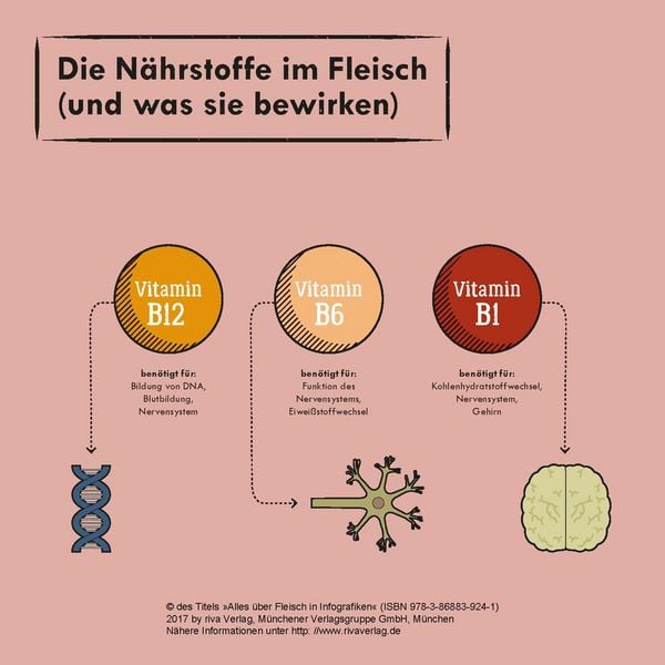 Produktbild: Alles &uuml;ber Fleisch in Infografiken