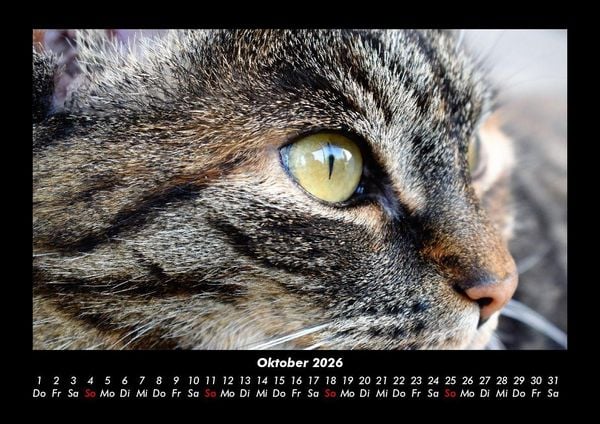 Produktbild: F&uuml;r Katzenfreunde 2026 Fotokalender DIN A3