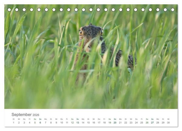 Produktbild: Feldhasen - dem Langohr auf der Spur (Tischkalender 2026 DIN A5 quer), CALVENDO Monatskalender