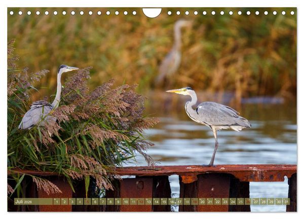 Produktbild: Wilder Dar&szlig; - Fuchs, Hirsch und Co. 2026 (Wandkalender 2026 DIN A4 quer), CALVENDO Monatskalender