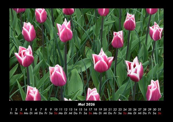 Produktbild: Blumenkalender 2026 Fotokalender DIN A3