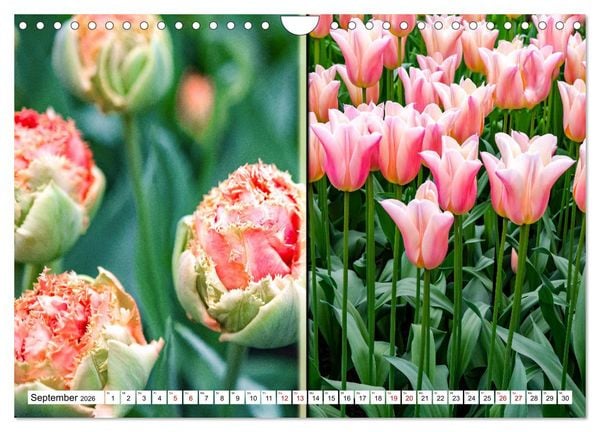 Produktbild: Tulpen - kunterbunte Collagen (Wandkalender 2026 DIN A4 quer), CALVENDO Monatskalender