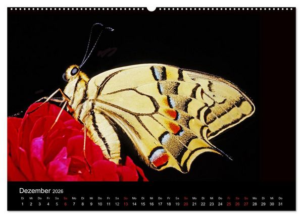 Produktbild: Schmetterlinge (Wandkalender 2026 DIN A2 quer), CALVENDO Monatskalender