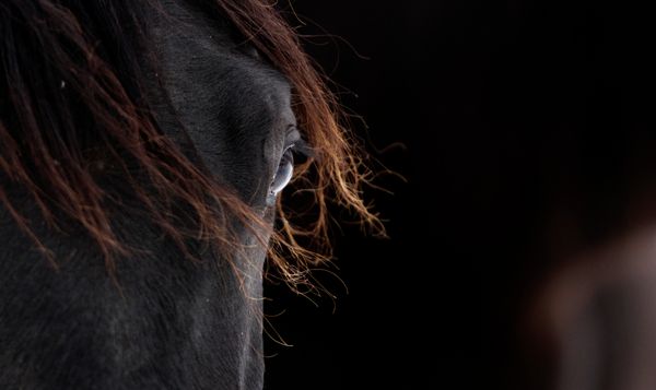 Produktbild: Trakehner Gest&uuml;t Murtal