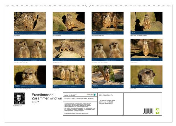 Produktbild: Erdm&auml;nnchen - Zusammen sind wir stark (Wandkalender 2026 DIN A2 quer), CALVENDO Monatskalender
