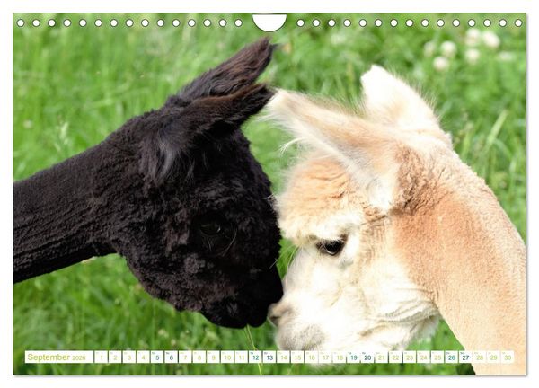 Produktbild: Unvergessliche Begegnungen mit Alpakas (Wandkalender 2026 DIN A4 quer), CALVENDO Monatskalender
