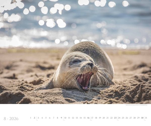 Produktbild: Sylt 2026 - Bildkalender XXL 60x50 cm - hochwertiger Wandkalender im Querformat - Landschaftskalender - Wandplaner - Deutsche Küsten