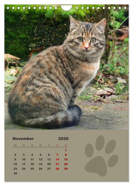 Produktbild: Wilde T&auml;tzchen, kleine wilde Katzen entdecken die Welt (Wandkalender 2026 DIN A4 hoch), CALVENDO Monatskalender