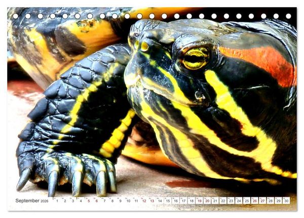 Produktbild: Schmuckschildkr&ouml;ten - Schmuckst&uuml;cke der Natur (Tischkalender 2026 DIN A5 quer), CALVENDO Monatskalender