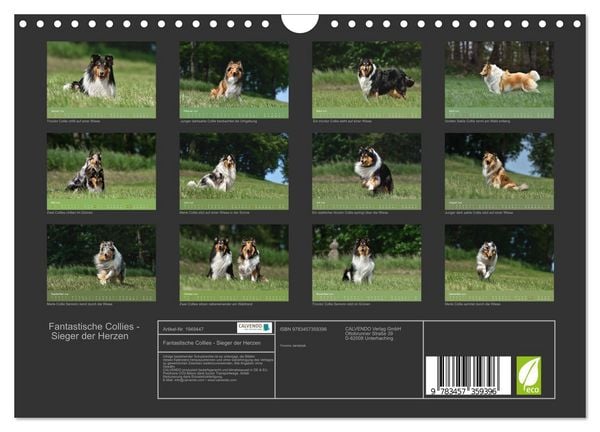 Produktbild: Fantastische Collies - Sieger der Herzen (Wandkalender 2026 DIN A4 quer), CALVENDO Monatskalender
