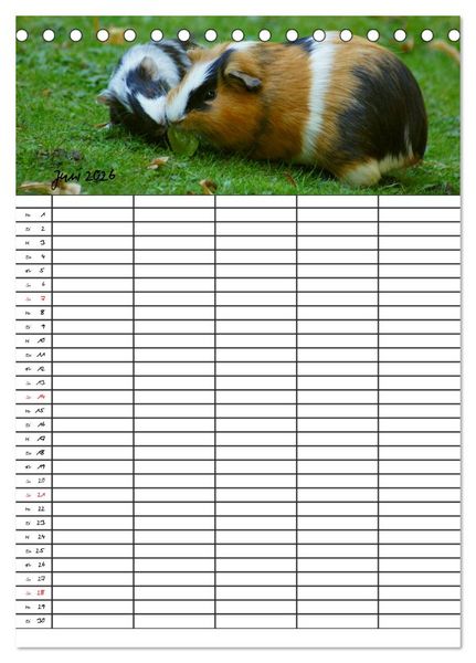 Produktbild: Meerschweinchen und Kaninchen Familienplaner (Tischkalender 2026 DIN A5 hoch), CALVENDO Monatskalender