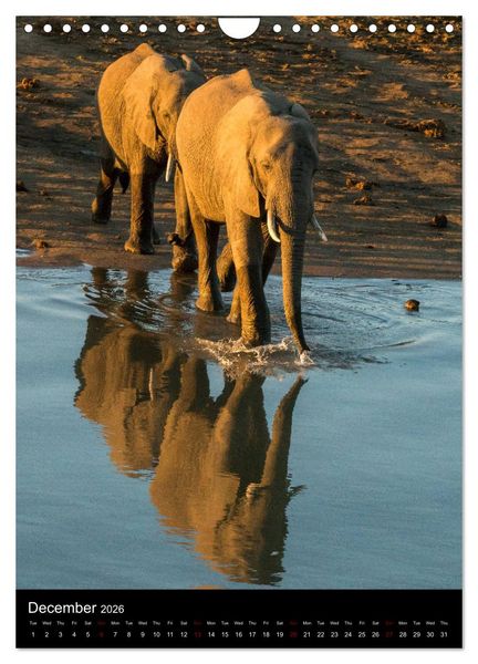 Produktbild: South Luangwa Wildlife (Wall Calendar 2026 DIN A4 portrait), CALVENDO 12 Month Wall Calendar