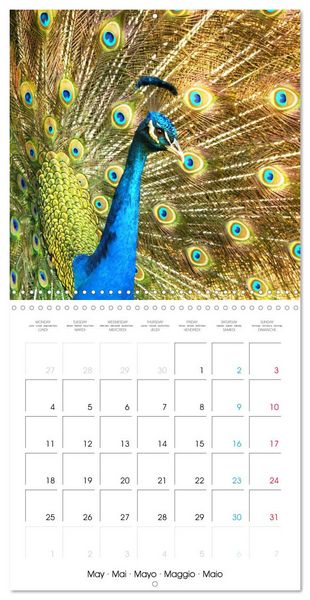 Produktbild: Au gr&eacute; des plumes (Calendrier mural carr&eacute; 2026 30x30 cm) Calendrier double avec une page pour vos prises de notes