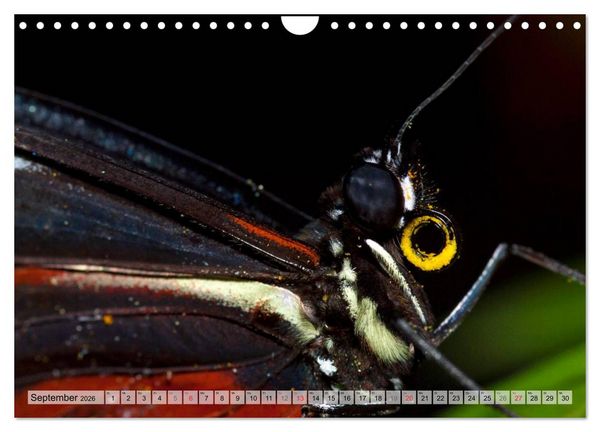 Produktbild: Schmetterlinge - zarte Gesch&ouml;pfe der Natur (Wandkalender 2026 DIN A4 quer), CALVENDO Monatskalender
