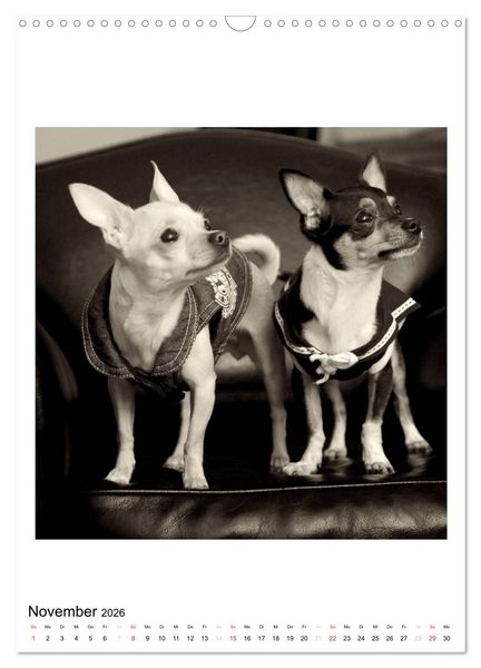 Produktbild: CHIHUAHUA CHIC Photos Marion Koell (Wandkalender 2026 DIN A3 hoch), CALVENDO Monatskalender