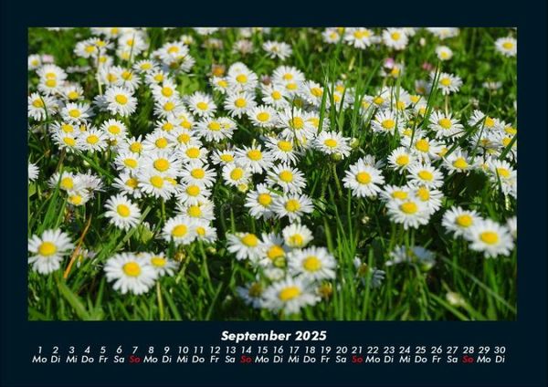 Produktbild: Blumentr&auml;ume 2025 Fotokalender DIN A4