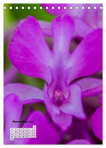 Produktbild: Zauber der Natur - Heimische Orchideen und Wiesenblumen (Tischkalender 2026 DIN A5 hoch), CALVENDO Monatskalender