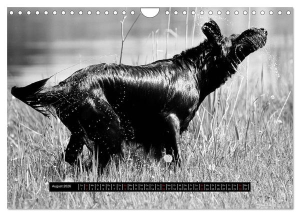 Produktbild: Flatcoated Retriever Black Edition (Wandkalender 2026 DIN A4 quer), CALVENDO Monatskalender