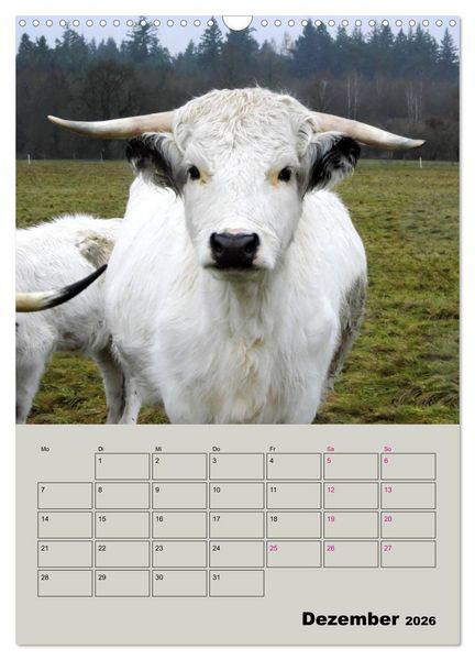 Produktbild: Kuhportraits Hornk&uuml;he (Wandkalender 2026 DIN A3 hoch), CALVENDO Monatskalender