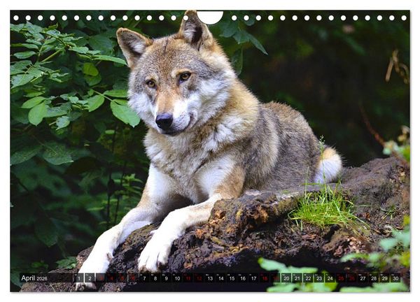 Produktbild: Begegnung mit dem Wolf (Wandkalender 2026 DIN A4 quer), CALVENDO Monatskalender