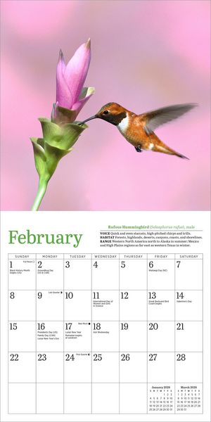 Produktbild: Audubon Hummingbirds Mini Wall Calendar 2026