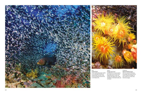 Produktbild: Reefs