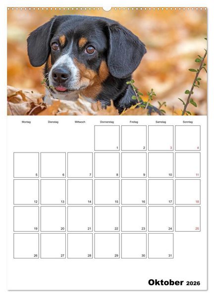 Produktbild: Entlebucher Sennenhunde begleiten Sie durch das Jahr (Wandkalender 2026 DIN A2 hoch), CALVENDO Monatskalender