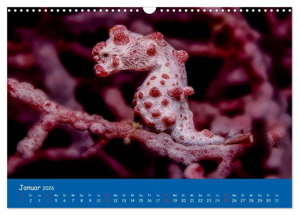 Produktbild: Unterwasserwelten (Wandkalender 2026 DIN A3 quer), CALVENDO Monatskalender