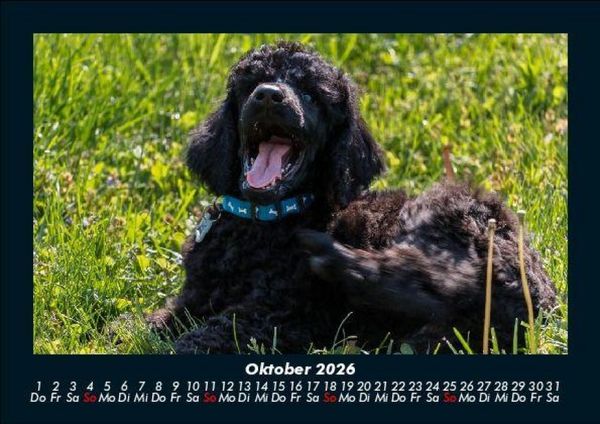 Produktbild: Hundezauber 2026 Fotokalender DIN A5