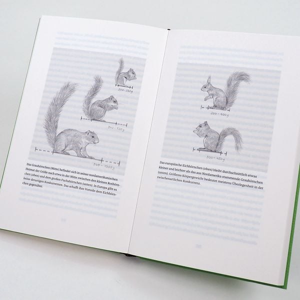 Produktbild: Das Leben der Eichh&ouml;rnchen