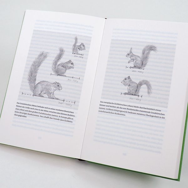 Produktbild: Das Leben der Eichh&ouml;rnchen