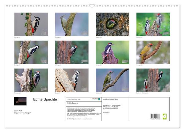 Produktbild: Echte Spechte (Wandkalender 2026 DIN A2 quer), CALVENDO Monatskalender