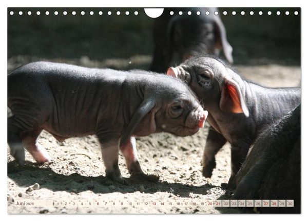 Produktbild: Tierische Schweinerei (Wandkalender 2026 DIN A4 quer), CALVENDO Monatskalender