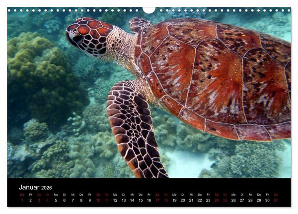 Produktbild: Australian Wildlife (Wandkalender 2026 DIN A3 quer), CALVENDO Monatskalender