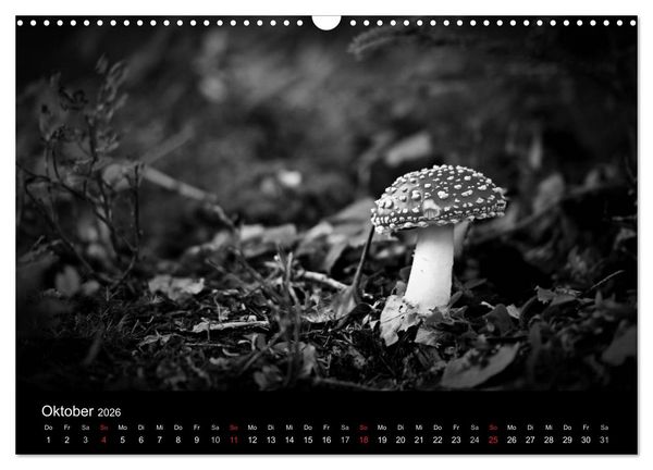Produktbild: Hexen (Wandkalender 2026 DIN A3 quer), CALVENDO Monatskalender