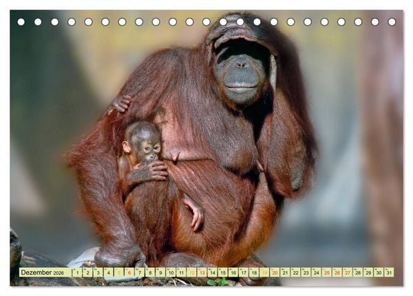 Produktbild: Affen - Affenkinder (Tischkalender 2026 DIN A5 quer), CALVENDO Monatskalender