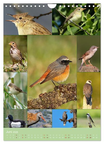 Produktbild: Alles f&uuml;r die V&ouml;gel (Wandkalender 2026 DIN A4 hoch), CALVENDO Monatskalender